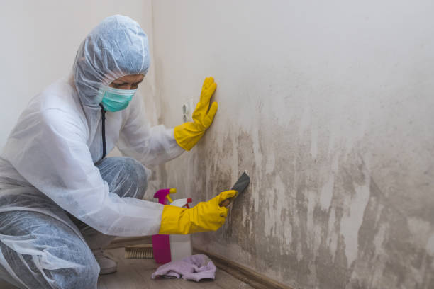 Best DIY Mold Remediation Support Services in Bonduel, WI