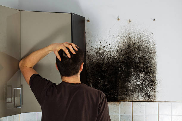 Best Health and Safety Mold Remediation in Bonduel, WI