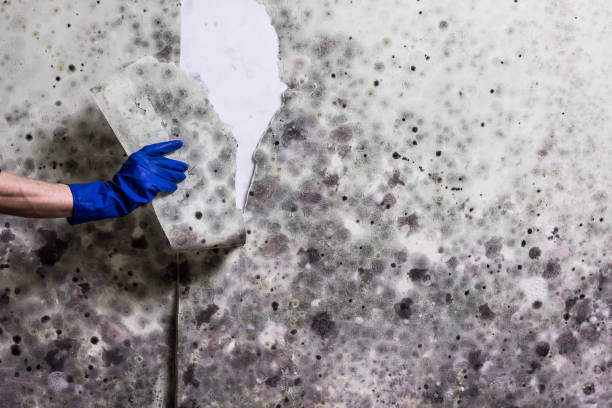 Best Insurance-Related Mold Remediation in Bonduel, WI