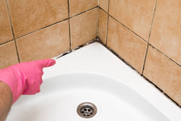 Best Crawl Space Mold Remediation in Bonduel, WI